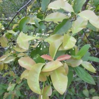 Calophyllum calaba L.